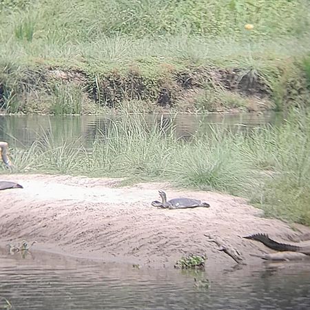 Crocodile Safari Camp Otel Chitwan Dış mekan fotoğraf