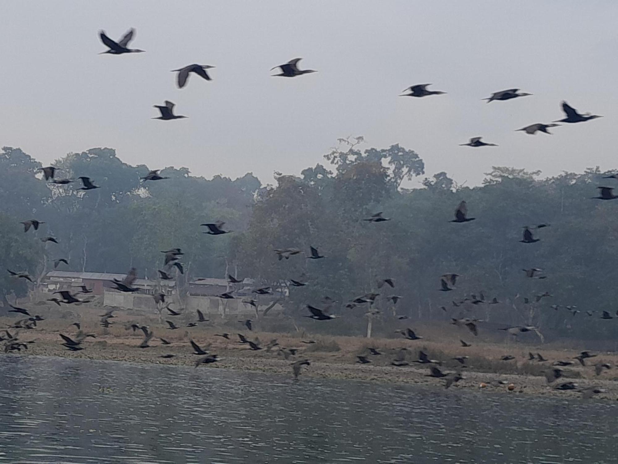 Crocodile Safari Camp Otel Chitwan Dış mekan fotoğraf