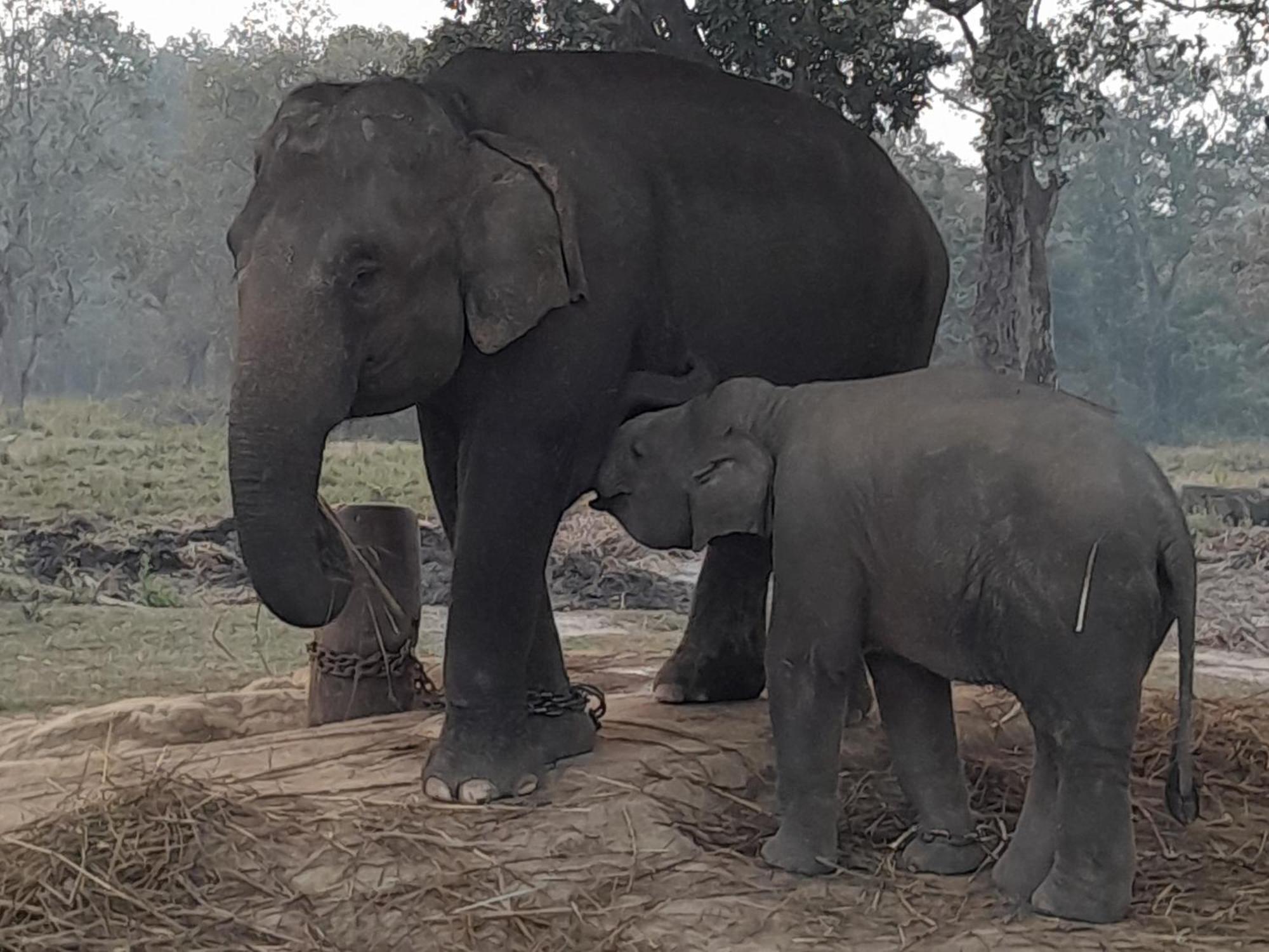 Crocodile Safari Camp Otel Chitwan Dış mekan fotoğraf