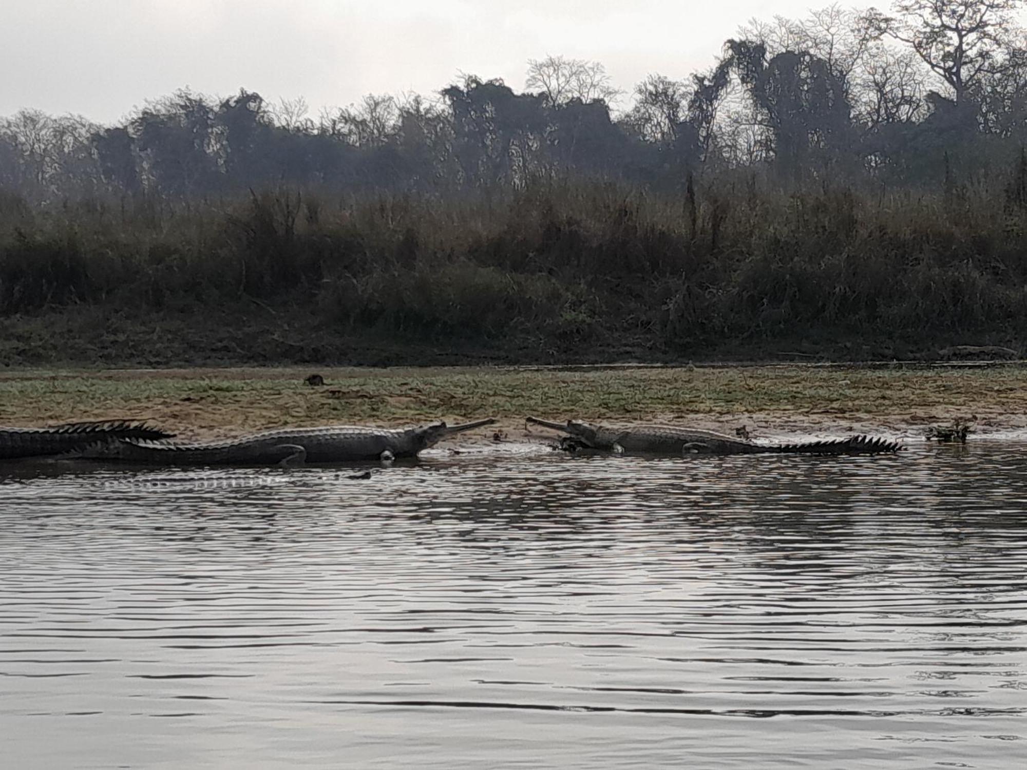 Crocodile Safari Camp Otel Chitwan Dış mekan fotoğraf