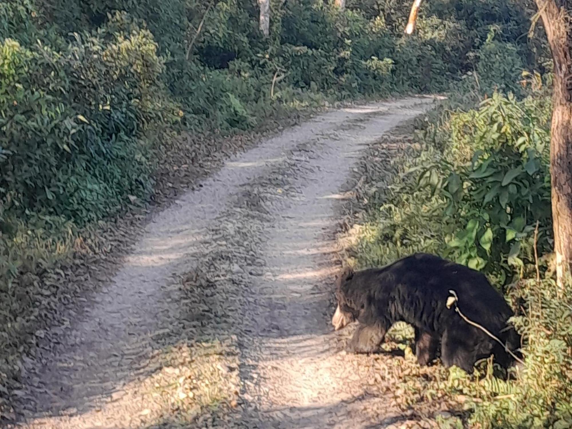 Crocodile Safari Camp Otel Chitwan Dış mekan fotoğraf