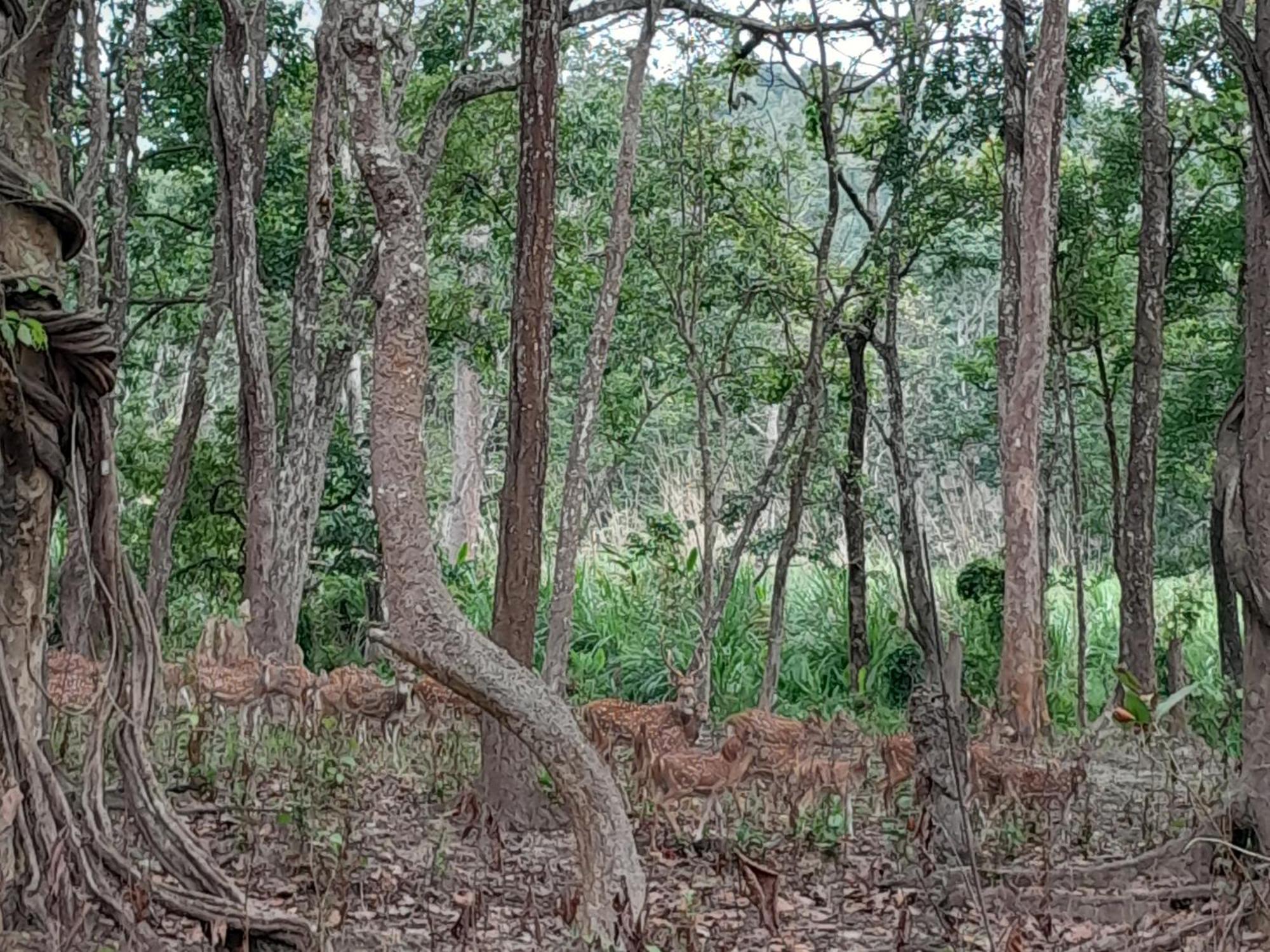 Crocodile Safari Camp Otel Chitwan Oda fotoğraf