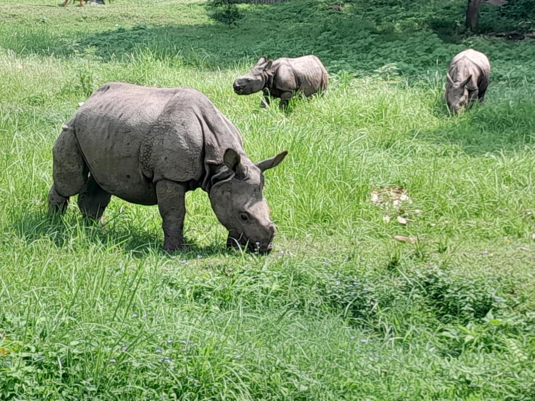 Crocodile Safari Camp Otel Chitwan Dış mekan fotoğraf