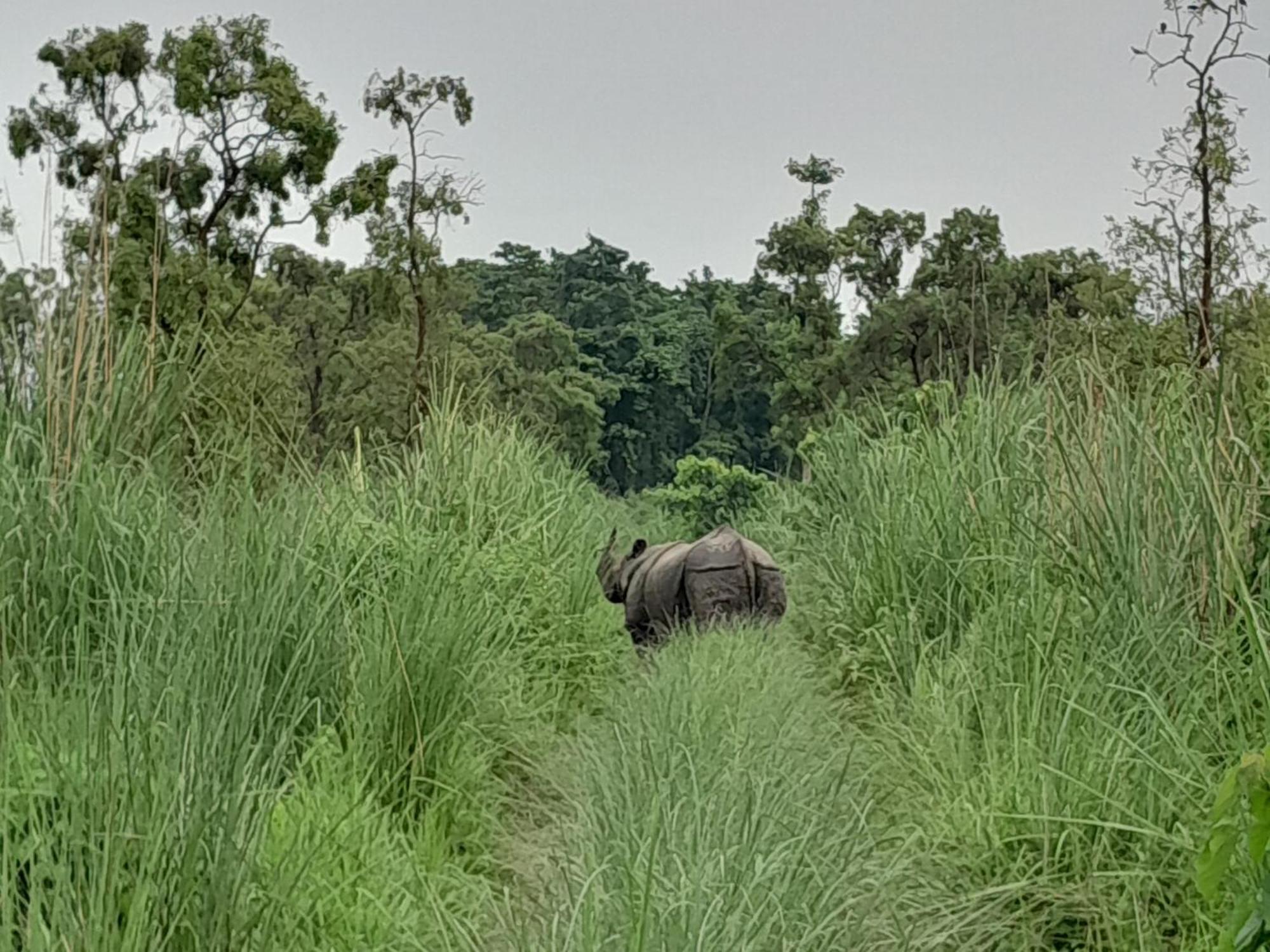 Crocodile Safari Camp Otel Chitwan Dış mekan fotoğraf