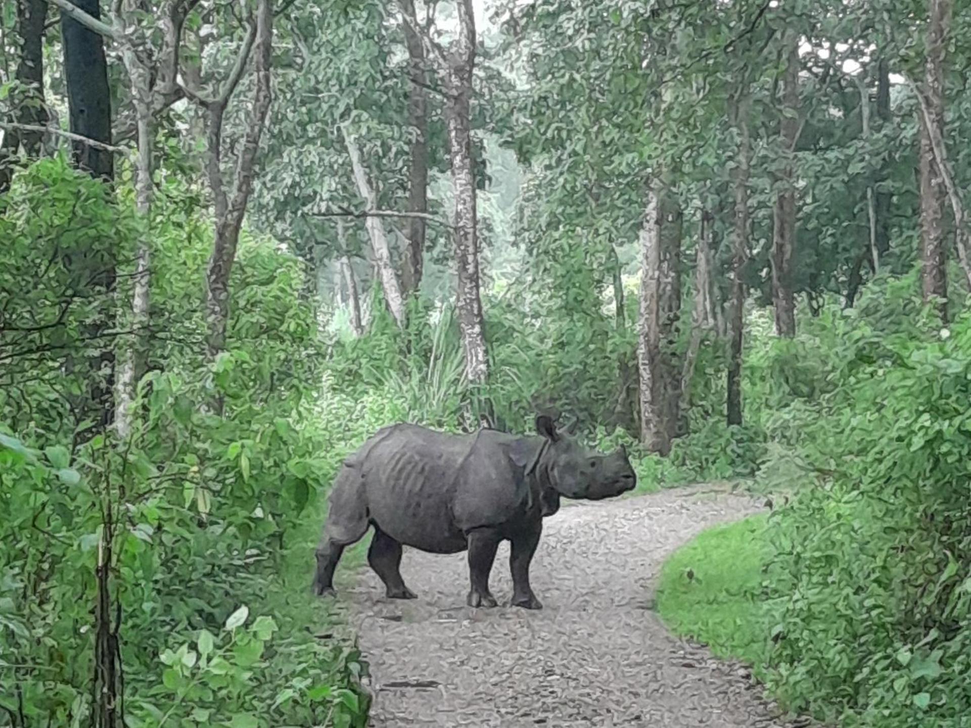 Crocodile Safari Camp Otel Chitwan Dış mekan fotoğraf