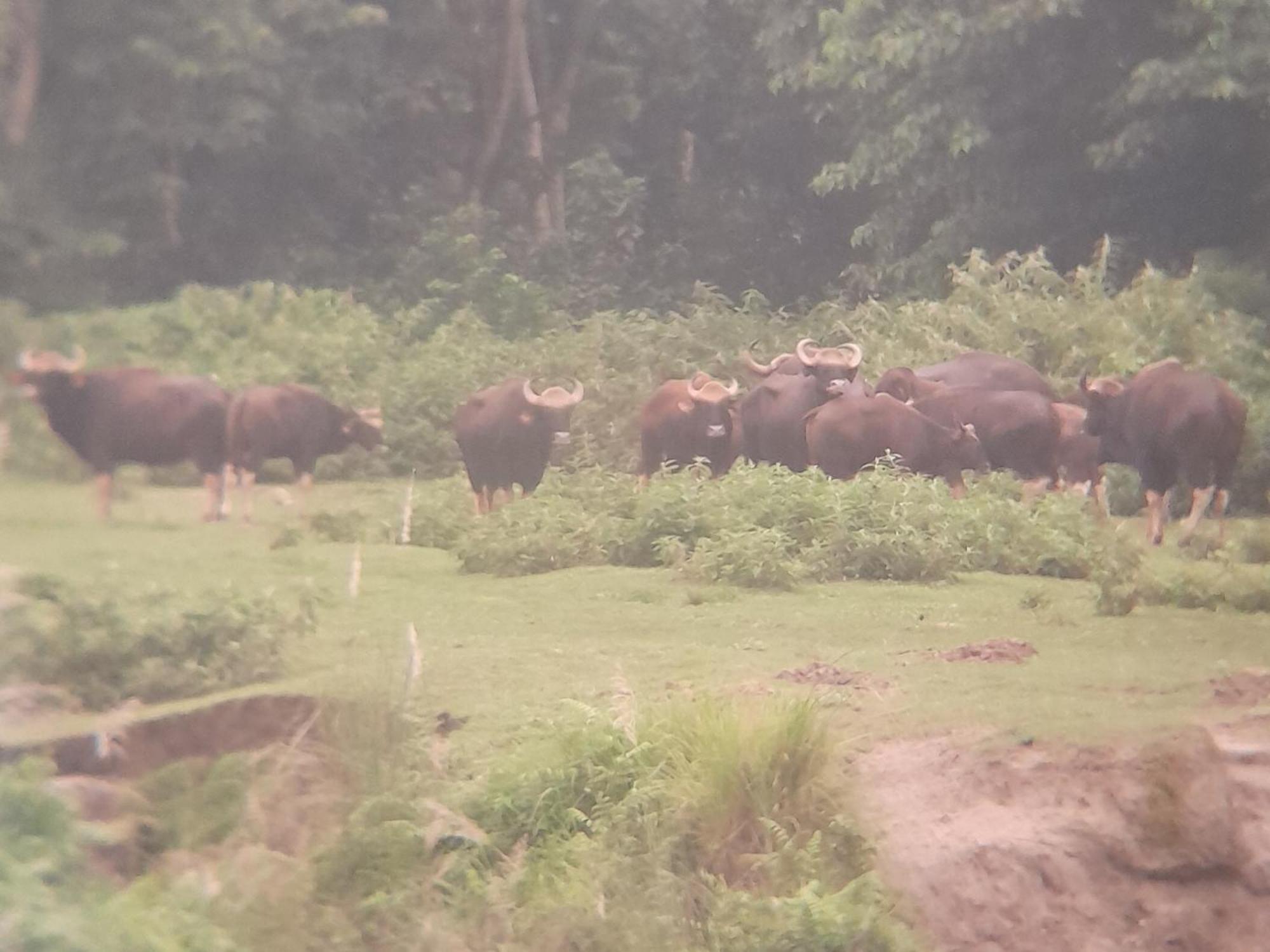 Crocodile Safari Camp Otel Chitwan Oda fotoğraf