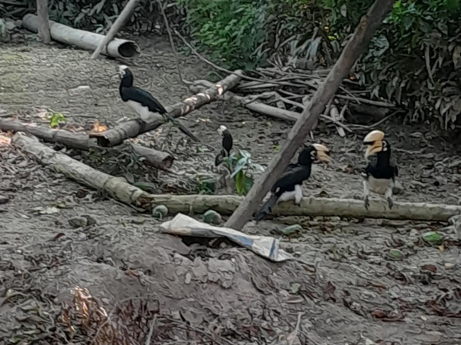 Crocodile Safari Camp Otel Chitwan Dış mekan fotoğraf