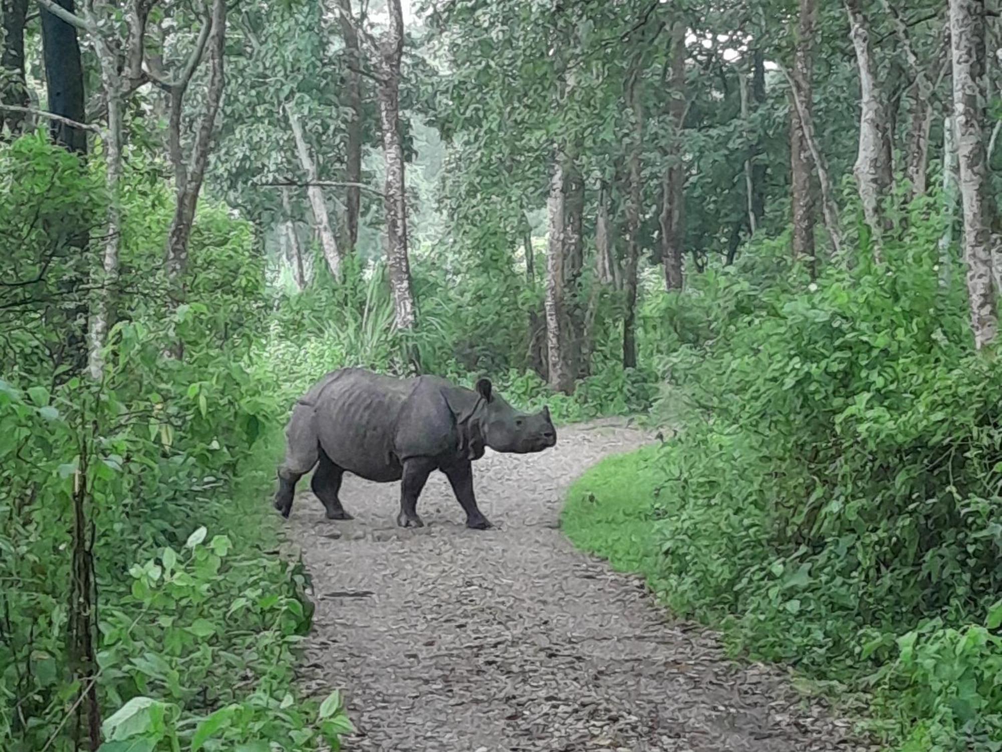 Crocodile Safari Camp Otel Chitwan Oda fotoğraf