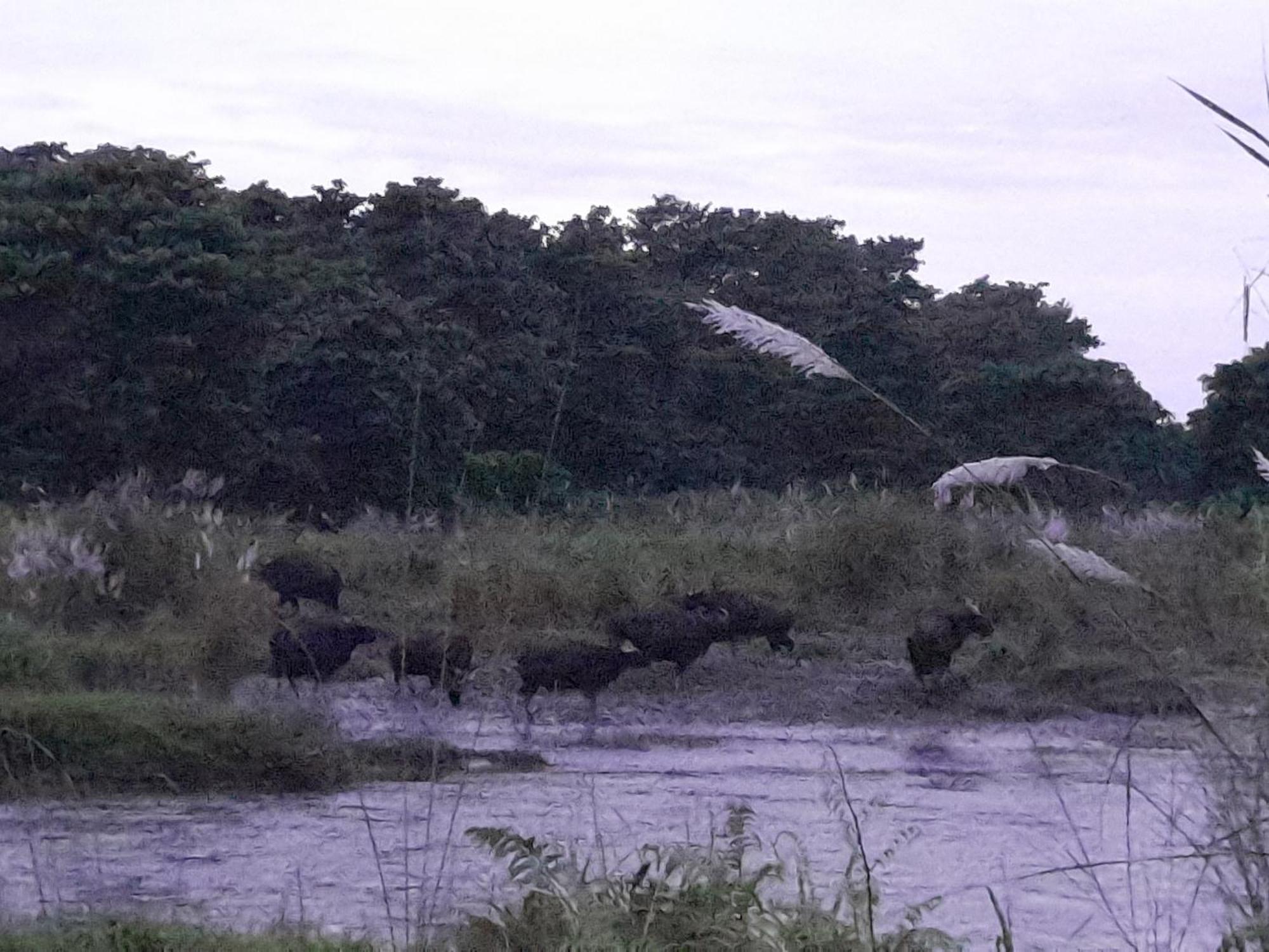 Crocodile Safari Camp Otel Chitwan Dış mekan fotoğraf