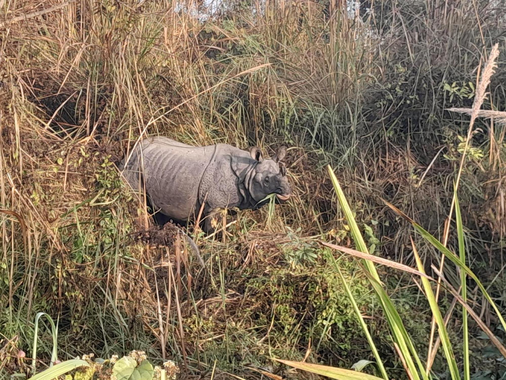 Crocodile Safari Camp Otel Chitwan Oda fotoğraf