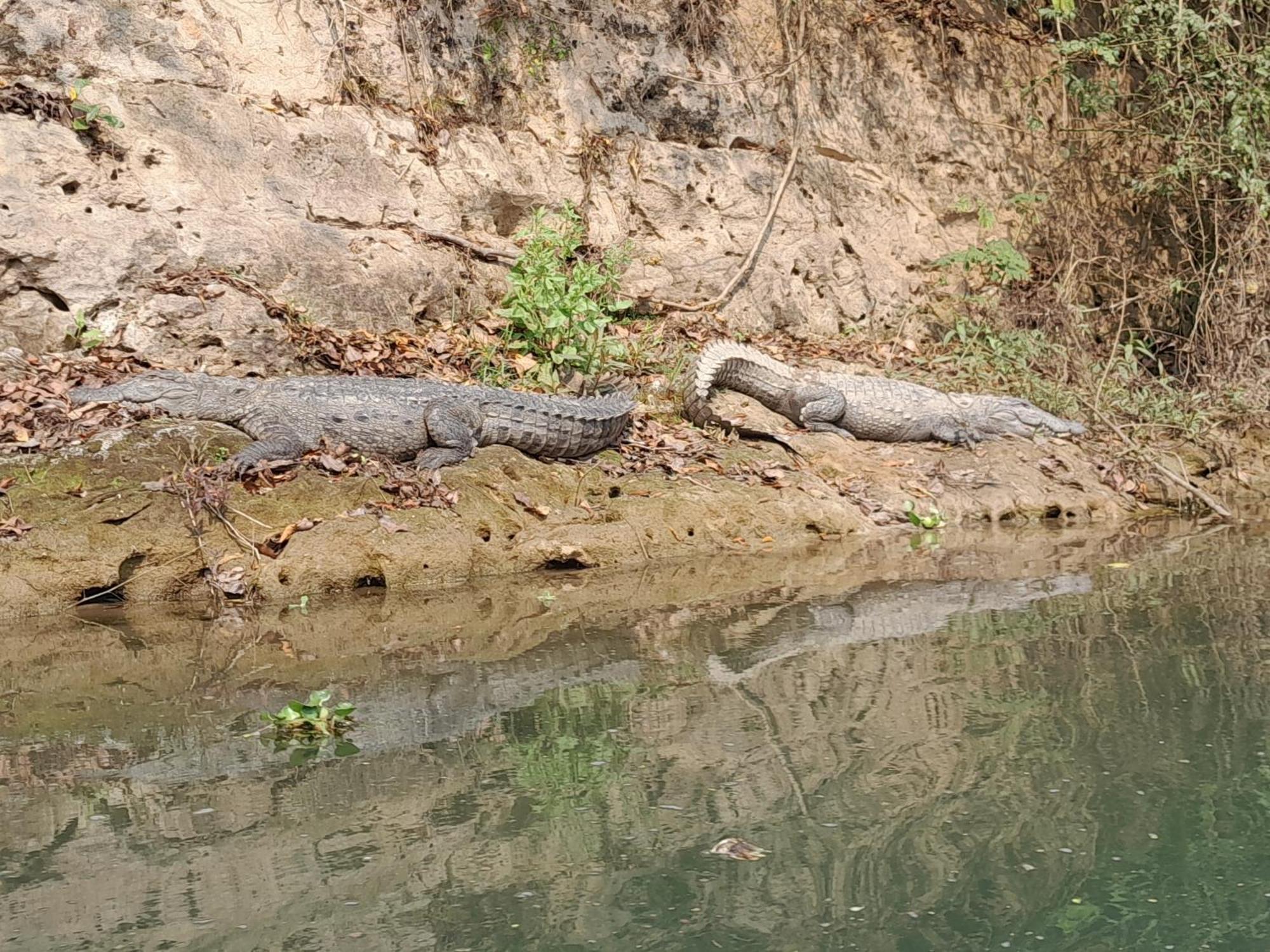 Crocodile Safari Camp Otel Chitwan Dış mekan fotoğraf