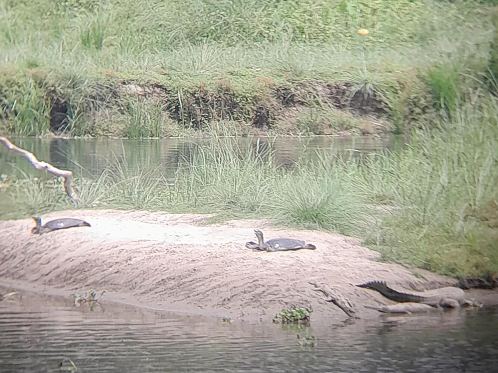 Crocodile Safari Camp Otel Chitwan Dış mekan fotoğraf