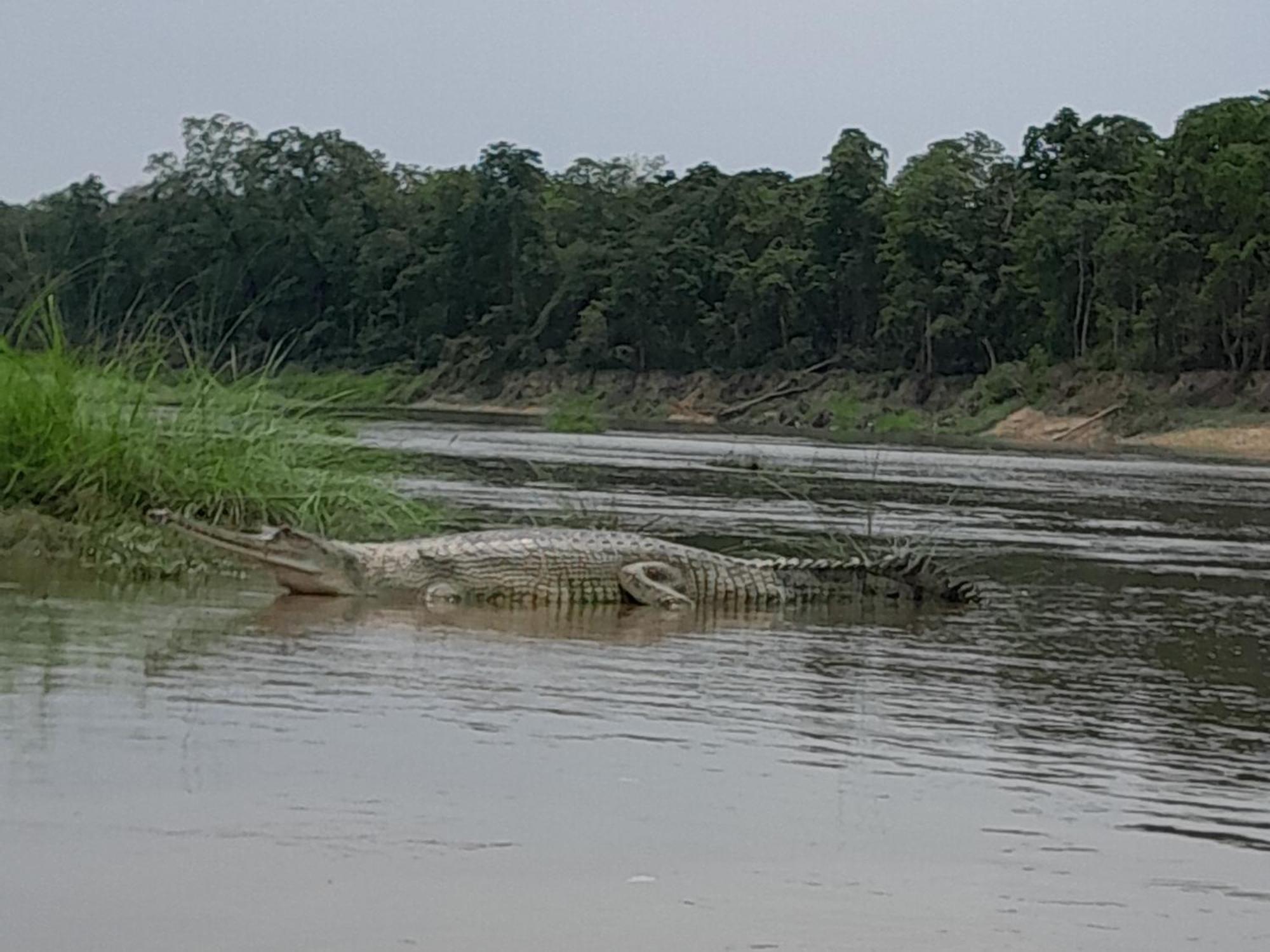 Crocodile Safari Camp Otel Chitwan Dış mekan fotoğraf